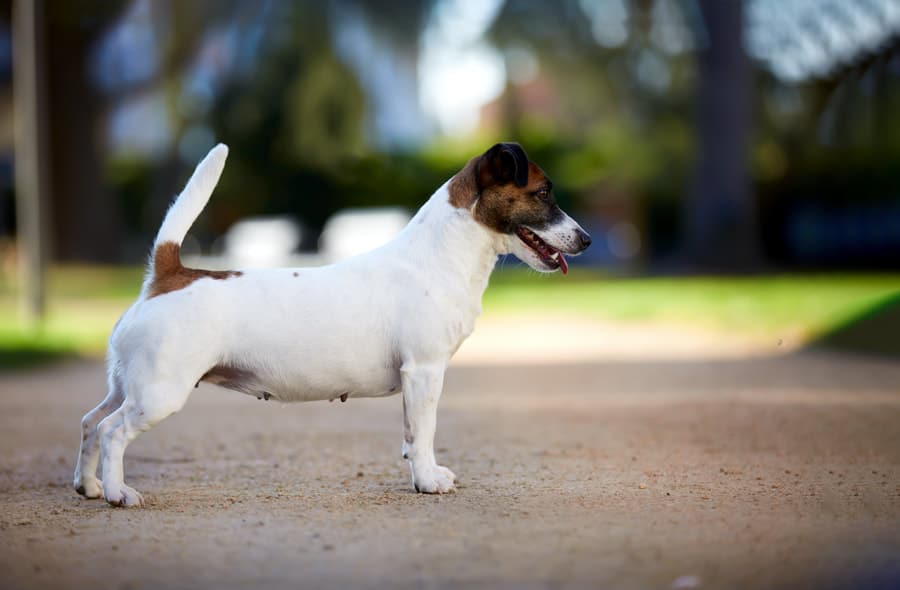 Chienne Jack Russel terrier marron et blanc
