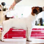 Chienne Jack Russel terrier marron et blanc