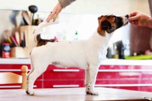 Chienne Jack Russel terrier marron et blanc