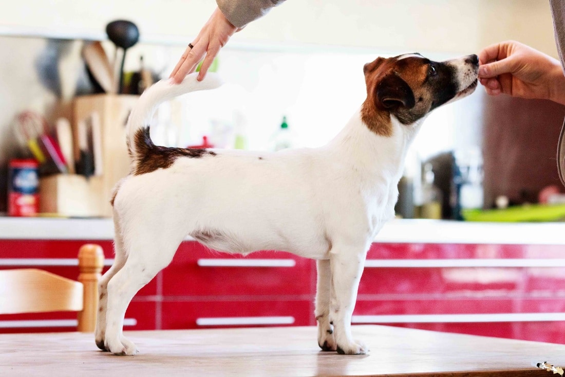 Chienne Jack Russel terrier marron et blanc
