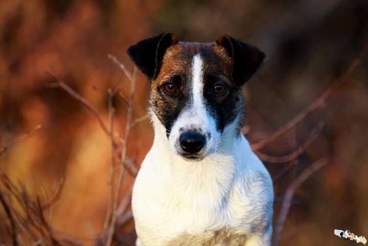 Chienne Jack Russel terrier marron et blanc