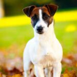 Chienne Jack Russel terrier marron et blanc