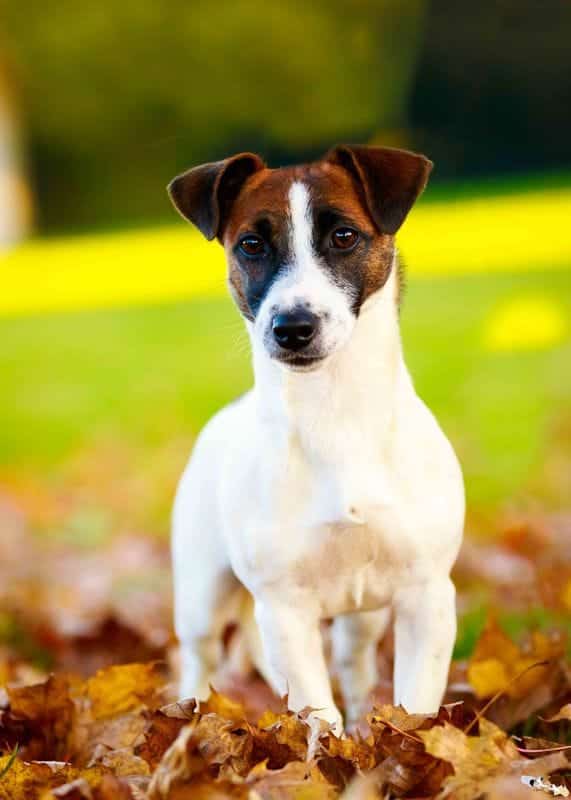 Chienne Jack Russel terrier marron et blanc