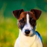 Chienne Jack Russel terrier marron et blanc