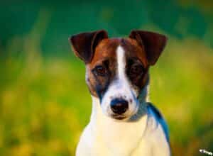 Chienne Jack Russel terrier marron et blanc