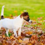Chienne Jack Russel terrier marron et blanc