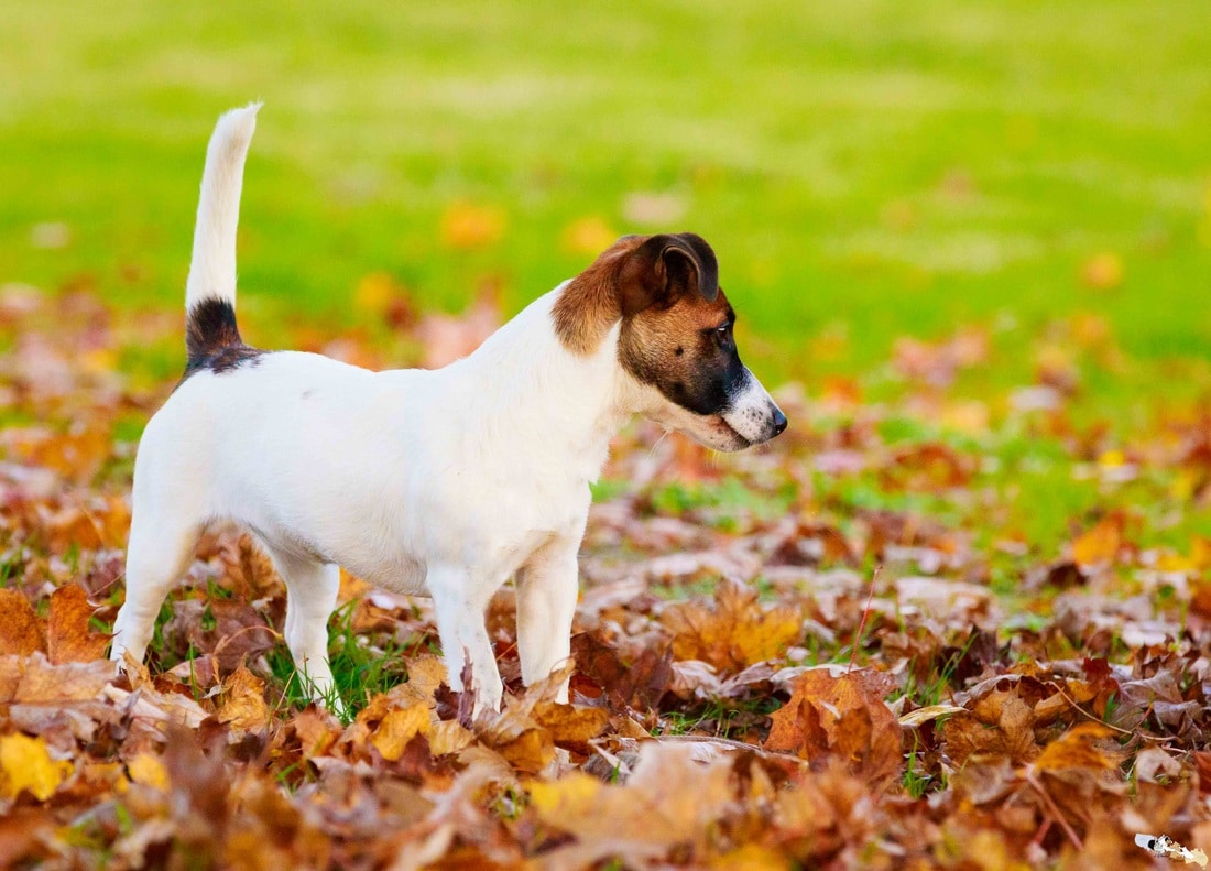 Chienne Jack Russel terrier marron et blanc