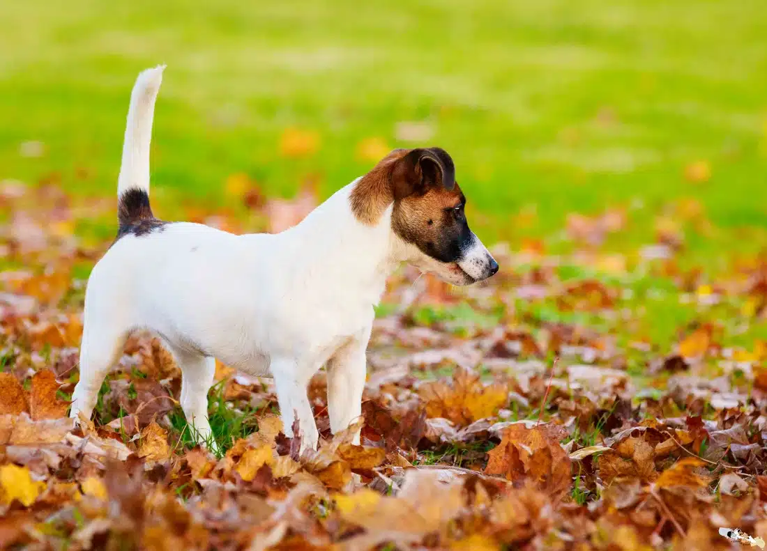 Chienne Jack Russel terrier marron et blanc