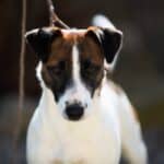 Chienne Jack Russel terrier marron et blanc