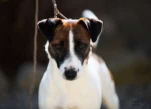 Chienne Jack Russel terrier marron et blanc