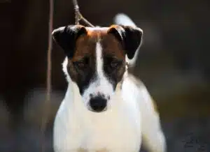 Chienne Jack Russel terrier marron et blanc