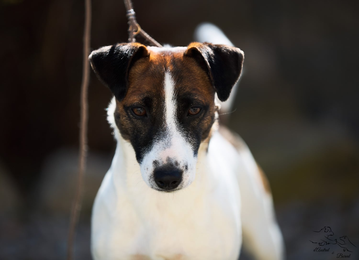 Chienne Jack Russel terrier marron et blanc