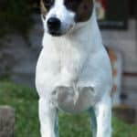 CH.La Violetta Jack Diamante Splendente