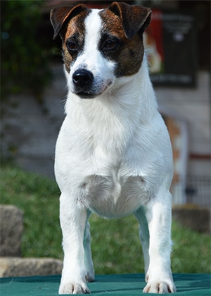 CH.La Violetta Jack Diamante Splendente