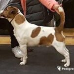 Hunter Hawk Captain Hastings