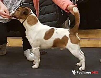 Hunter Hawk Captain Hastings