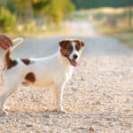 glenriska captain morgan Jack Russell terrier