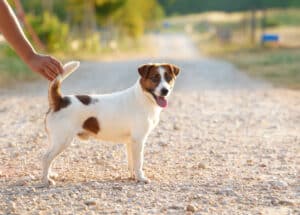 glenriska captain morgan Jack Russell terrier