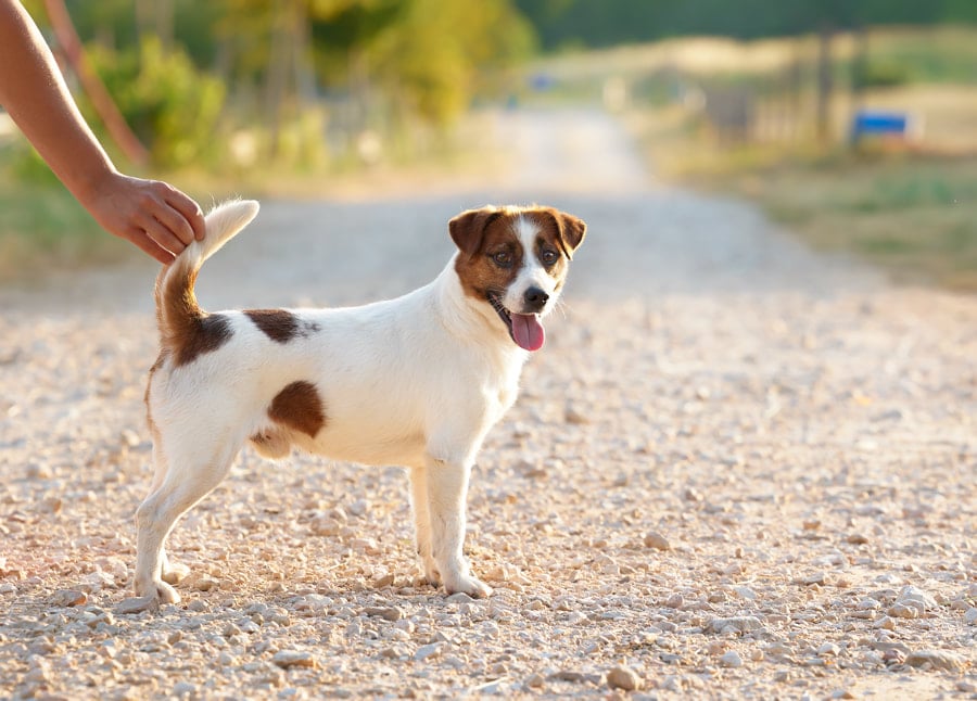 glenriska captain morgan Jack Russell terrier
