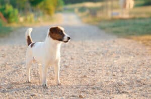 glenriska captain morgan Jack Russell terrier
