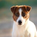 glenriska captain morgan Jack Russell terrier