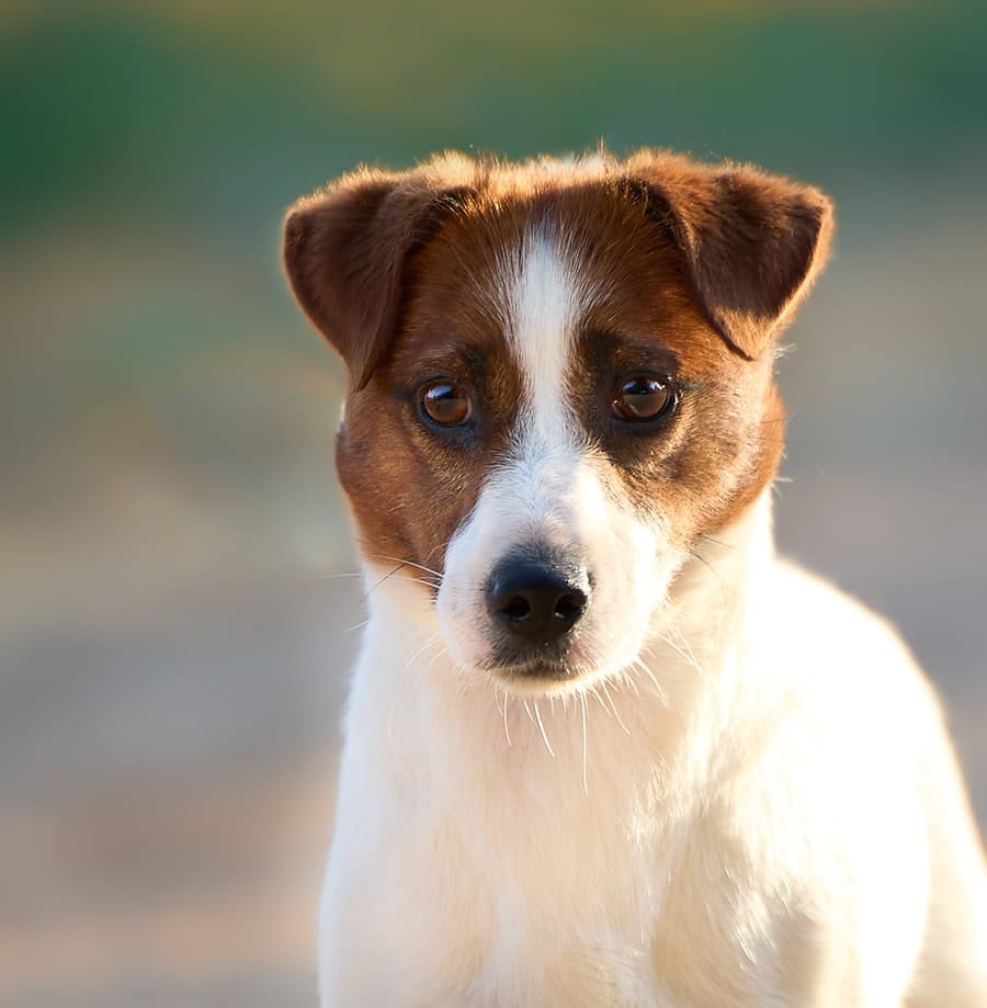 glenriska captain morgan Jack Russell terrier