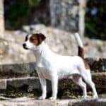 glenriska captain morgan Jack Russell terrier
