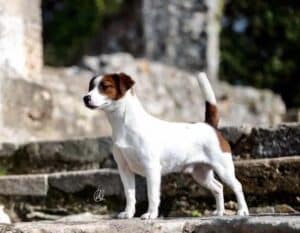 glenriska captain morgan Jack Russell terrier