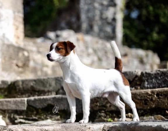 glenriska captain morgan Jack Russell terrier