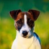 jack russel terrier