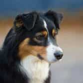 berger australien LOF