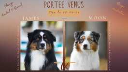 mariage bergers australiens