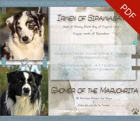 mariage bergers australiens