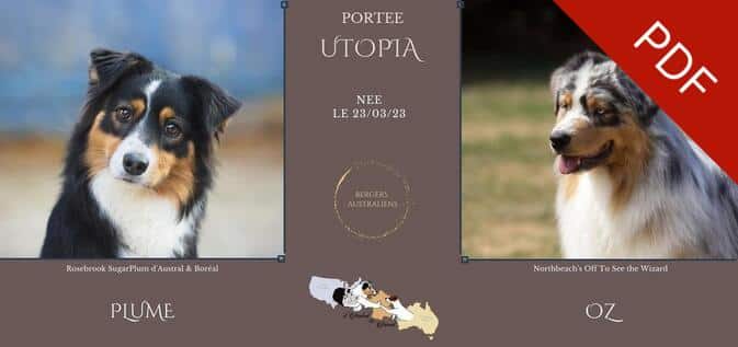 mariage bergers australiens