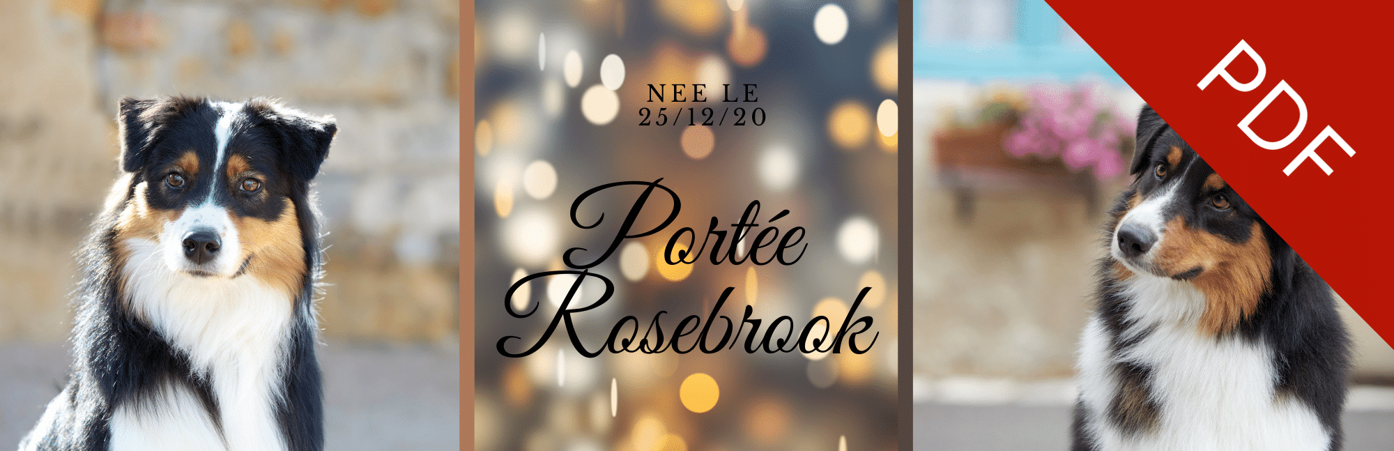 mariage bergers australiens