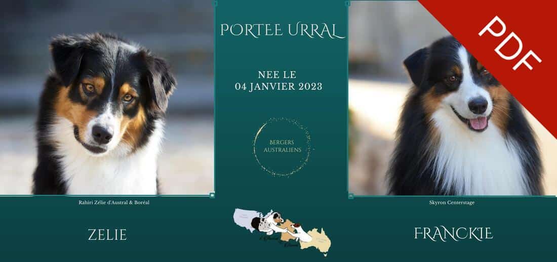 mariage bergers australiens