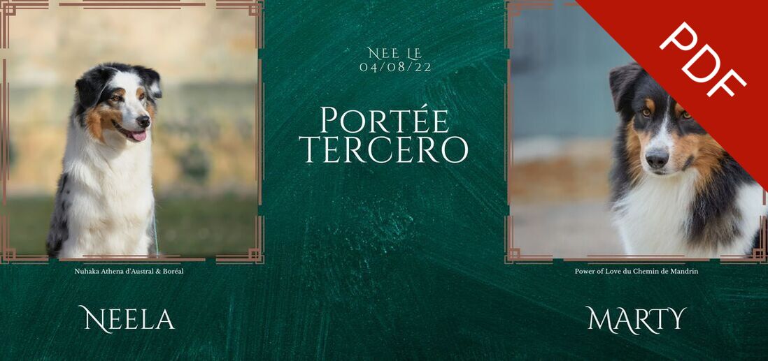 mariage bergers australiens