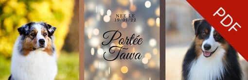 mariage bergers australiens