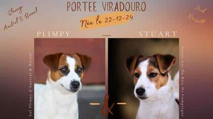 ELEVAGE jack russell accouplement mariage