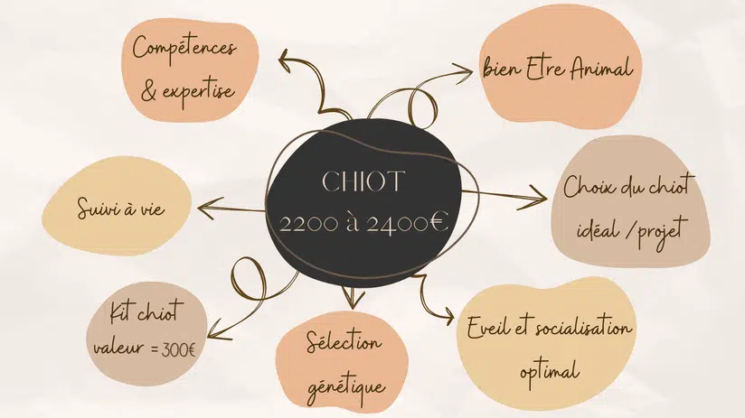 tarif chiot jack russell elevage ethique