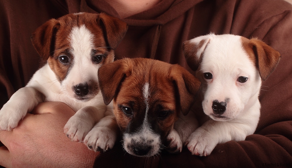 prix chiot jack russell élevage