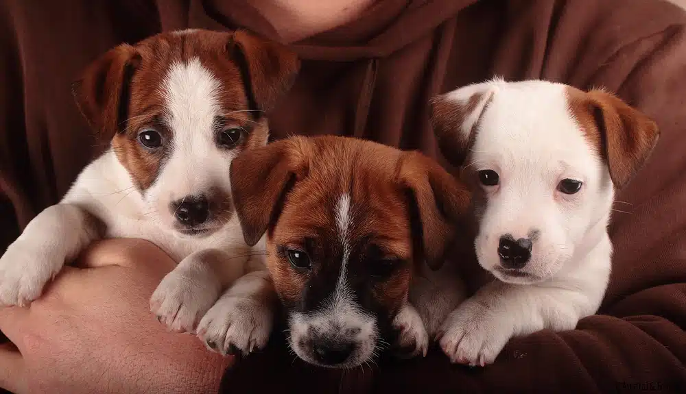 prix chiot jack russell élevage