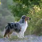 etalon berger australien disponible saillie