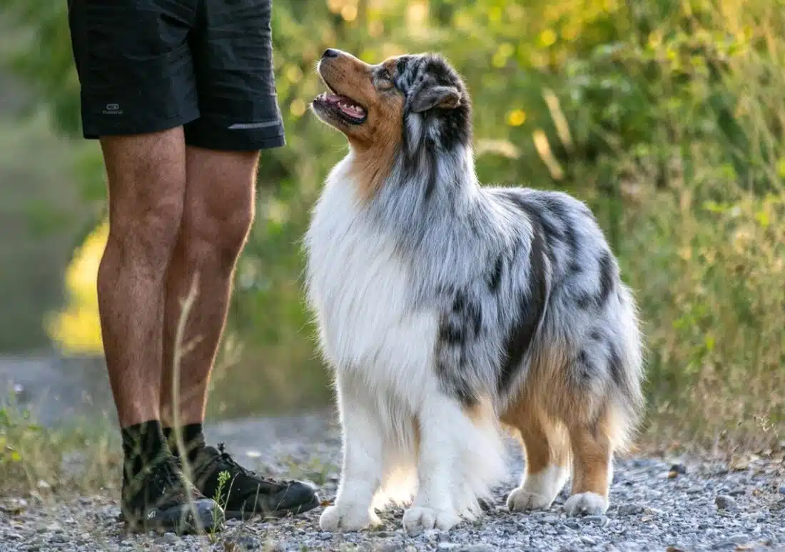 etalon berger australien disponible saillie