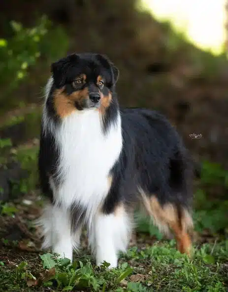 GCH AKC/ASCA CH Runway Private Eye