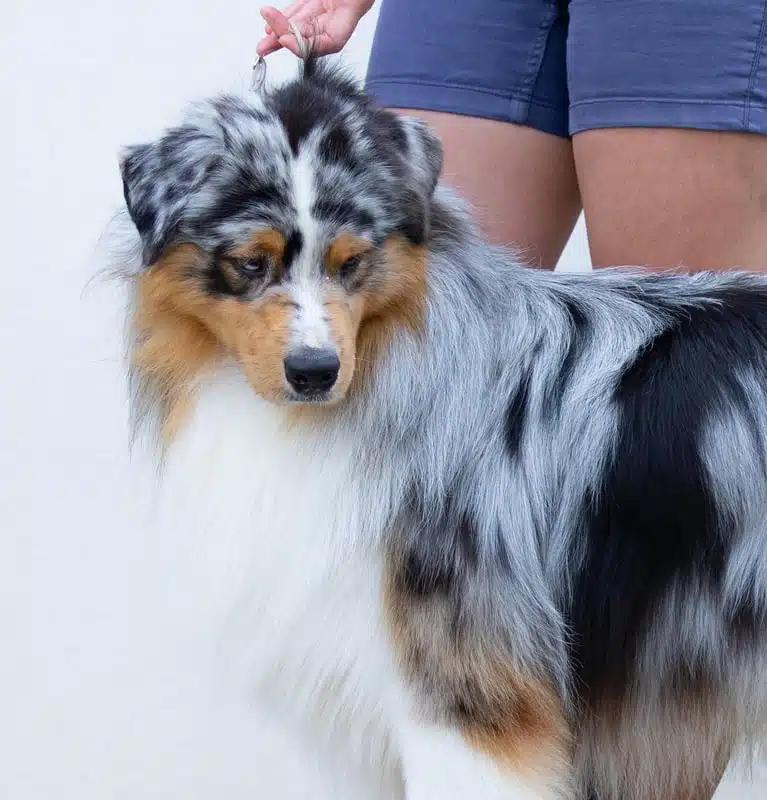 etalon berger australien disponible saillie