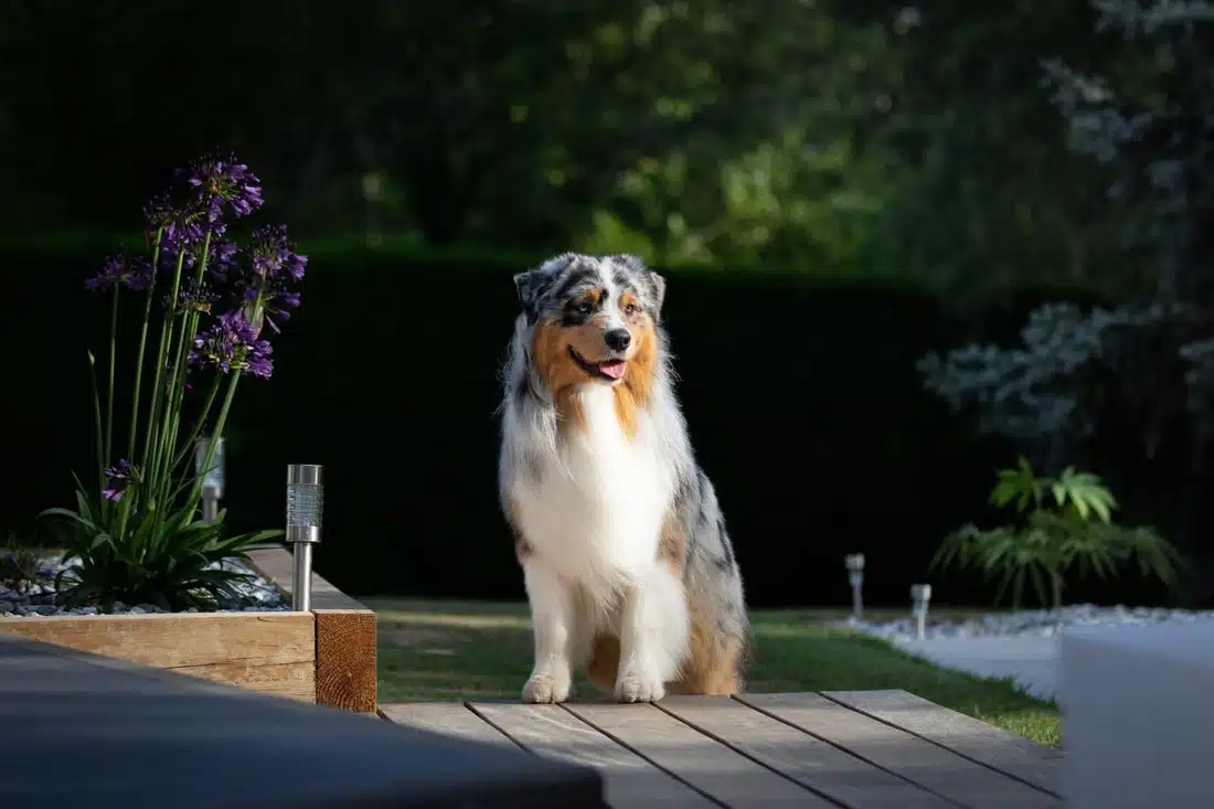etalon berger australien disponible saillie