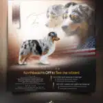 etalon berger australien disponible saillie