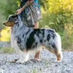 etalon berger australien disponible saillie