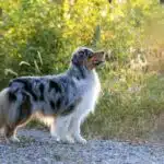 etalon berger australien disponible saillie